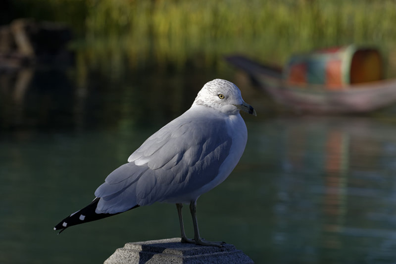Goland  bec cercl / Ring-billed Gull (Larus delawarensis)
