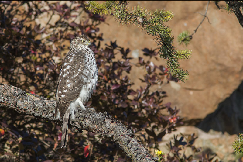 pervier de Cooper / Coopers Hawk (Accipiter cooperii)