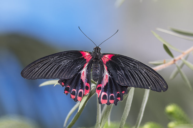 Porte-queue carlate / Scarlet Mormon ou Rumanzovia Swallowtail (Papilio rumanzovia)