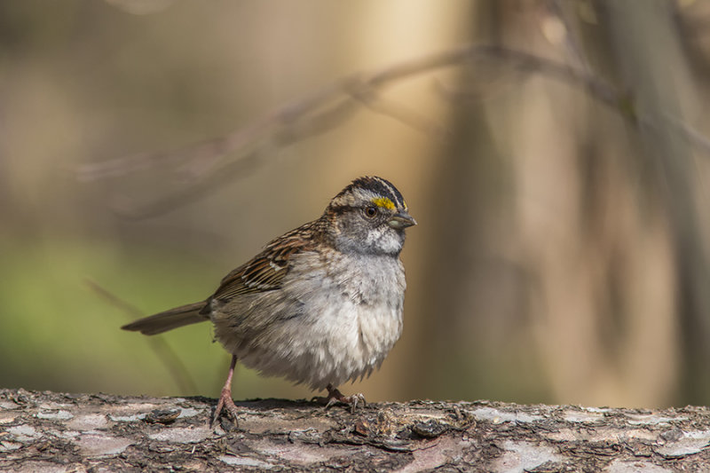 Bruant  gorge blanche / White-throated Sparrow (Zonotrichia albicollis)