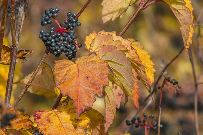 Viorne dente / Arrowwood (Viburnum dentatum)