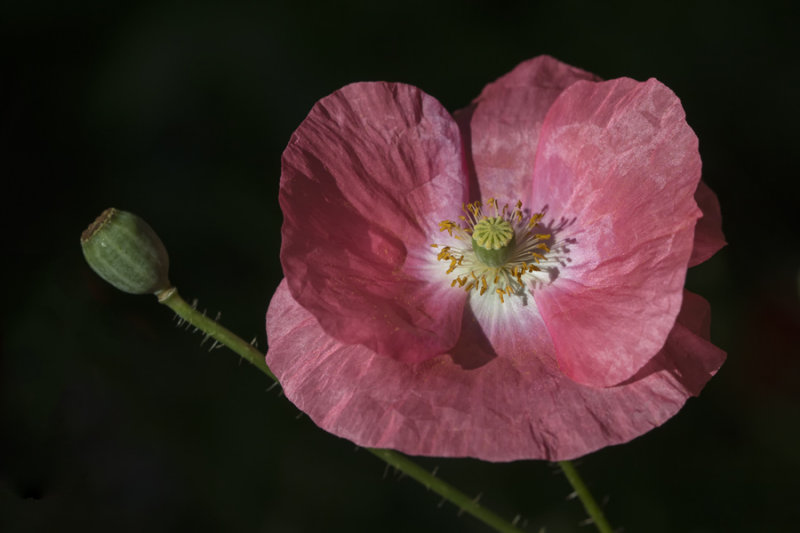 Pavot / Poppy (Papaver rhoeas)