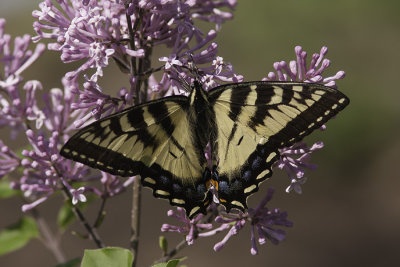 Papillon tigr du Canada / Canadian tiger swallowtail (Papilio canadensis) 