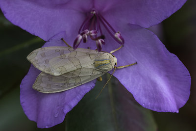 Halisidote du pommier / Banded tussock moth (Halysidota tessellaris)