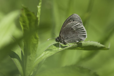 Satyre fauve / Common Ringlet (Coenonympha tullia)