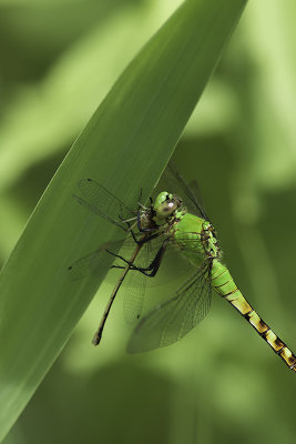 A dragonfly with his prey (a damselfly).