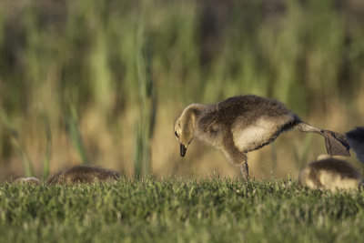 Bernache du Canada / Canada Goose (Branta canadensis)