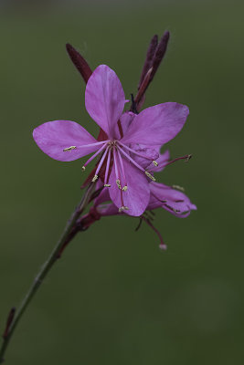 Gaura de Lindheimer / Wand Flower (Gaura lindheimeri)