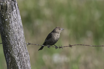 Vacher à tête brune / Brown-headed Cowbird (Molothrus ater)