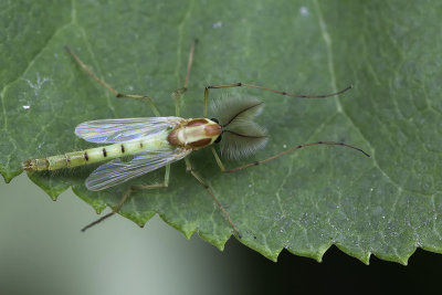 Chironome plumeux / Buzzer Midge male (Chironomus plumosus)