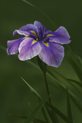 Iris japonais / Japanese Iris (Iris ensata) Oriental Eyes