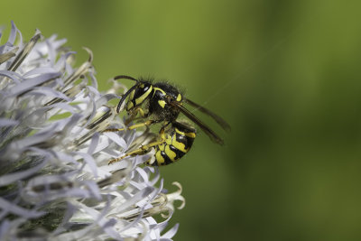 Gupe poliste / European Paper Wasp (Polistes dominula)