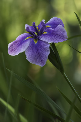 Iris japonais / Japanese Iris (Iris ensata) 'Oriental Eyes'