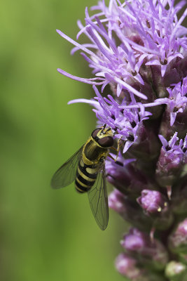 Syrphe / Hover Fly