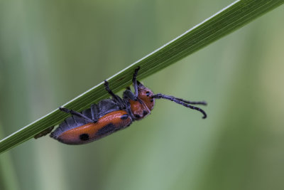 Longicorne de lasclpiade / Red milkweed beetle (Tetraopes tetrophthalmus)