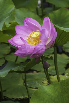 Lotus dOrient / Lotus Flower (Nelumbo nucifera)