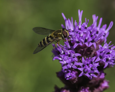 Syrphe / Hover Fly
