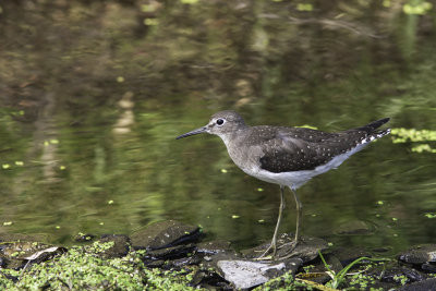 Chevalier grivel / Spotted Sandpiper (Actitis macularia)