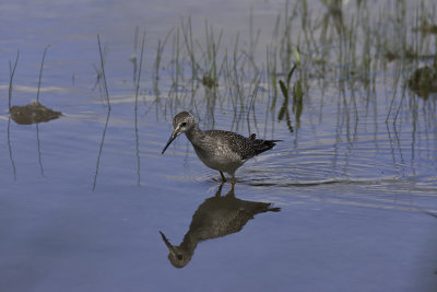 Petit Chevalier / Lesser Yellowlegs (Tringa flavipes)