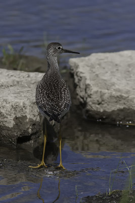 Petit Chevalier / Lesser Yellowlegs (Tringa flavipes)