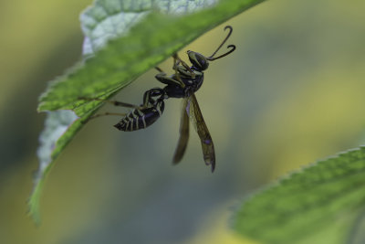 Guêpe - Wasp