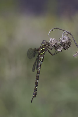 Aeschne constrictor / Lance-tipped Darner female (Aeshna constrictor)