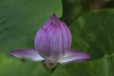 Lotus d'Orient / Lotus Flower (Nelumbo nucifera)