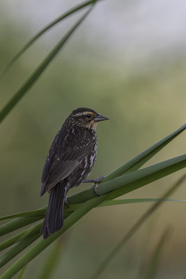 Carouge à épaulettes / Red-winged Blackbird (Agelaius phoeniceus)