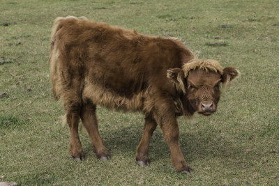Boeuf Highland / Highland cow