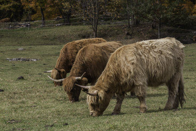 Boeufs Highland / Highland cows