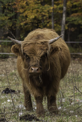 Boeufs Highland - Highland cows