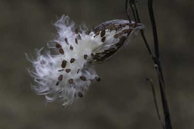 Asclpiade commune / Common Milkweed (Asclepias syriaca)