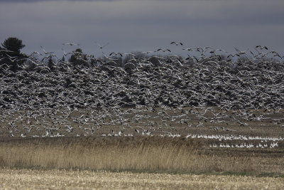 Oies des neiges / Snow Goose (Chen caerulescens)