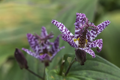 Tricyrtis / Toadlily