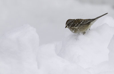 Bruant hudsonien / American Tree Sparrow (Spizella arborea)