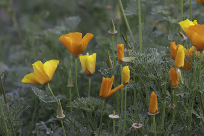 Pavot de Californie ou Pavot d'Amrique / California poppy (Eschscholzia californica)