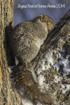 cureuil gris / Gray Squirrel  (Sciurus carolinensis)