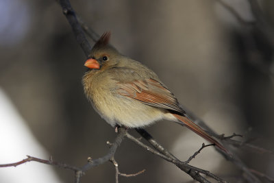 Cardinal rouge / Northern Cardinal (Cardinalis cardinalis)