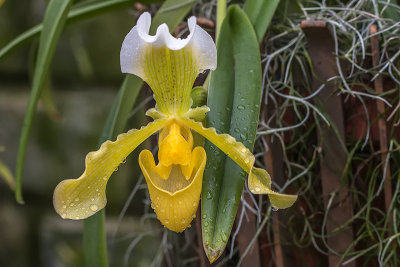 Orchide / Orchid (Paphiopedilum insigne var. sanderae)