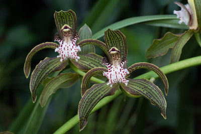 Orchide / Orchid (Cymbidium tracyanum)