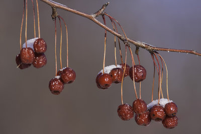 Cerisier de Pennsylvanie (petit merisier) / Pin cherry (Prunus pensylvanica)