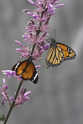 Monarque / Monarch (Danaus plexippus et Danaus chrysippus)