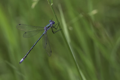 Leste dryade / Emerald spreading male (Lestes dryas)