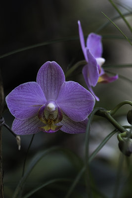 Orchide / Orchid (Phalaenopsis)