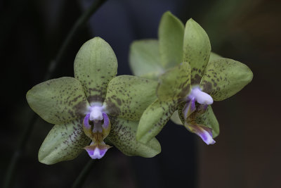 Orchide / Orchid (Phalaenopsis Barbara's)