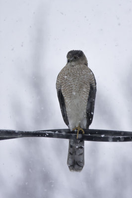 Épervier de Cooper / Cooper's Hawk (Accipiter cooperii)