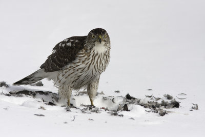 Épervier de Cooper / Cooper's Hawk (Accipiter cooperii)