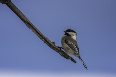 Mésange à tête noire / Black- capped Chickadee (Poecile atricapillus)