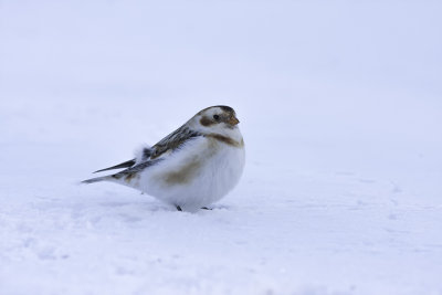 Plectrophane des neiges / Snow Bunting (Plectrophenax nivales)