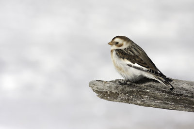 Plectrophane des neiges / Snow Bunting (Plectrophenax nivales)